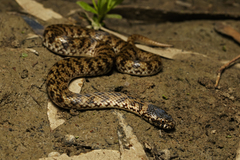 De Vis Banded Snake photo 4
