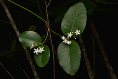 Melodinus balansae