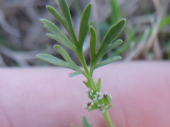Ammoselinum butleri