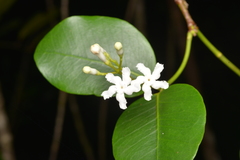 Melodinus balansae