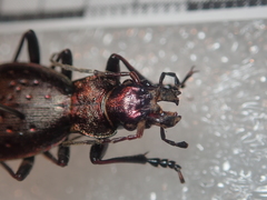 Carabus irregularis irregularis