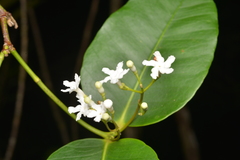 Melodinus balansae