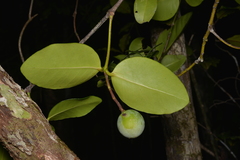Melodinus balansae