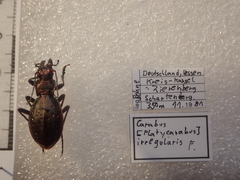 Carabus irregularis irregularis