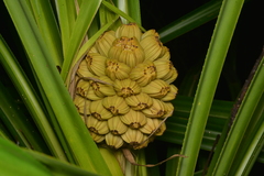 Pandanus bernardii
