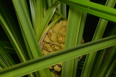 Pandanus bernardii