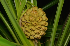Pandanus bernardii