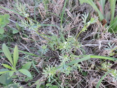 Ammoselinum butleri