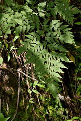Gaga cuneata