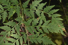 Gaga cuneata