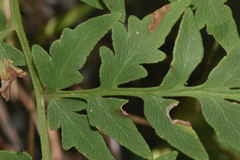 Gaga cuneata