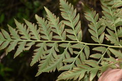 Gaga cuneata