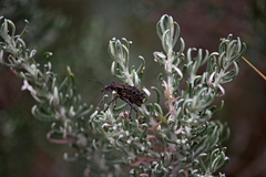 Leptopius duponti