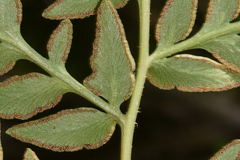 Gaga cuneata