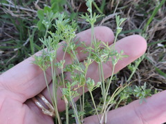 Ammoselinum butleri