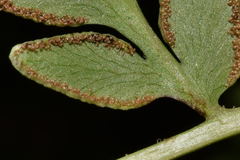 Gaga cuneata
