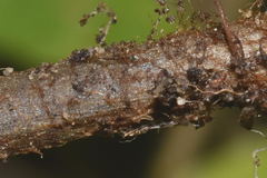 Gaga cuneata
