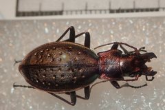 Carabus irregularis irregularis