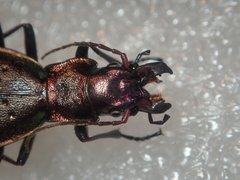 Carabus irregularis irregularis