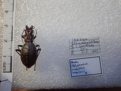 Carabus irregularis irregularis