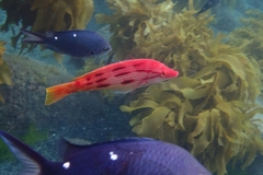 Bodianus unimaculatus