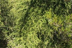 Coprosma depressa