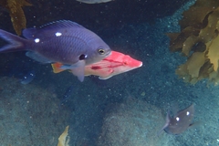 Bodianus unimaculatus