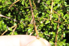 Coprosma depressa