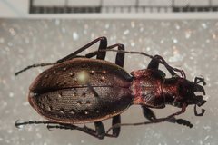 Carabus irregularis irregularis