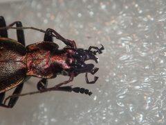 Carabus irregularis irregularis