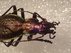 Carabus irregularis irregularis