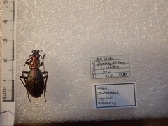 Carabus irregularis irregularis