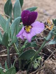 Viola trinervata
