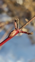 Neolasioptera cornicola