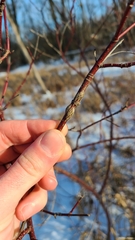 Neolasioptera cornicola