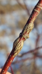 Neolasioptera cornicola