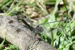 Brachythemis leucosticta