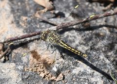 Brachythemis leucosticta
