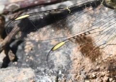 Brachythemis leucosticta