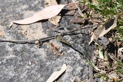 Brachythemis leucosticta