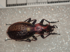 Carabus irregularis irregularis