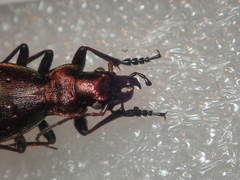 Carabus irregularis irregularis