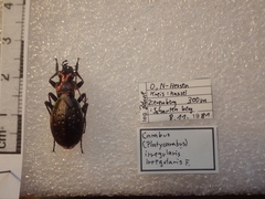 Carabus irregularis irregularis