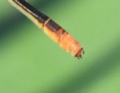 Agriocnemis gratiosa