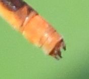 Agriocnemis gratiosa