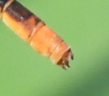 Agriocnemis gratiosa