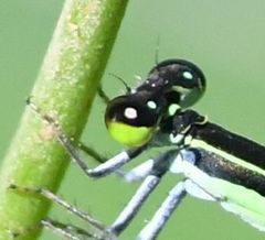 Agriocnemis gratiosa