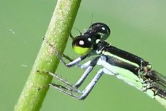 Agriocnemis gratiosa