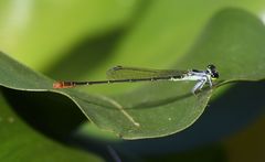 Agriocnemis gratiosa