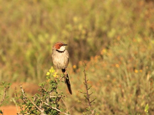 Rufous-eared Warbler (Malcorus pectoralis), photo 5